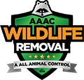 Beloit Wildlife Removal